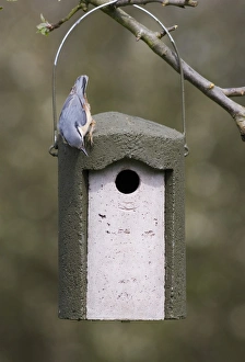 European Nuthatch (Sitta europaea) adult, inspecting hanging woodcrete tit nestbox, Kent, England, spring