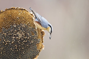 European Nuthatch (Sitta europaea) adult, feeding on Sunflower (Helianthus annuus) seeds