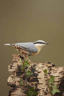 European Nuthatch (Sitta europaea) adult, perched on Silver Birch (Betula pendula) stump, Shropshire, England, december