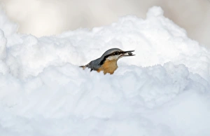 European Nuthatch (Sitta europaea) adult, with seed in beak, feeding on snow covered ground, Merseyside, England