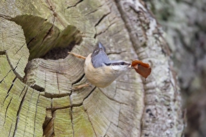 Gather Prints: European Nuthatch (Sitta europaea) adult female