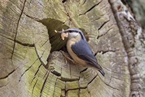 European Nuthatch (Sitta europaea) adult female, with leaves in beak for lining nest, at nest entrance in tree trunk