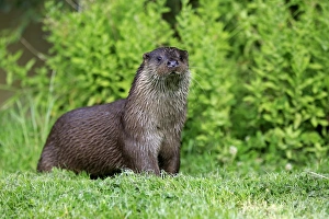 European Otter (Lutra lutra) adult, standing on bank, Surrey, England, July (captive)