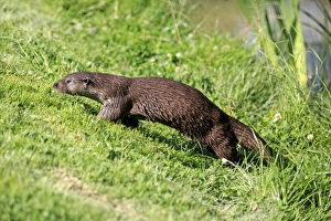 Captive Prints: European Otter (Lutra lutra) adult, walking up bank, Surrey, England, July (captive)
