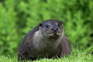 Captive Prints: European Otter (Lutra lutra) adult, resting on bank, Surrey, England, July (captive)