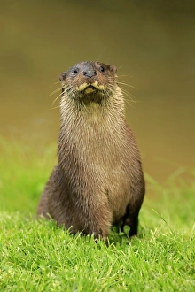 Captive Prints: European Otter (Lutra lutra) adult, sitting on bank, Surrey, England, July (captive)