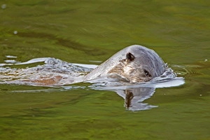 Dive Prints: European Otter (Lutra lutra) adult