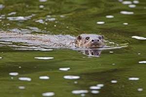 European Otter (Lutra lutra) adult, swimming at surface of river, River Whiteadder, Berwickshire, Scottish Borders, Scotland, september