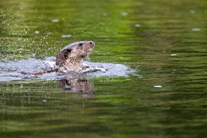 European Otter (Lutra lutra) adult, emerging at surface of river, River Whiteadder, Berwickshire, Scottish Borders, Scotland, august