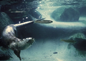 European Otter (Lutra lutra) adult, swimming underwater, hunting for fish, France (captive)