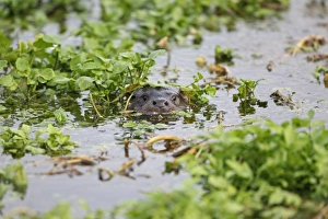 European Otter (Lutra lutra) adult, head amongst aquatic vegetation at surface of water, Strumpshaw Fen RSPB Reserve