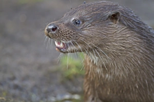 European Otter (Lutra lutra) adult, close-up of head, feeding on fish on riverbank, River Little Ouse, Thetford