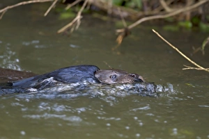European Otter (Lutra lutra) adult, carrying dead corvid in mouth, swimming to holt, River Little Ouse, Thetford