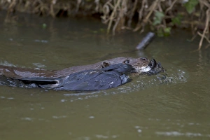European Otter (Lutra lutra) adult, carrying dead corvid in mouth, swimming to holt, River Little Ouse, Thetford