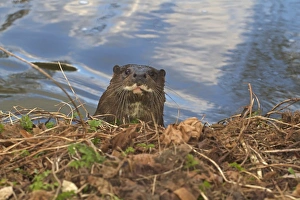 European Otter (Lutra lutra) adult, looking out of water over riverbank, River Thet, Thetford, Norfolk, England, March