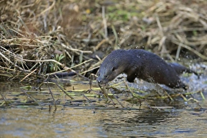 European Otter (Lutra lutra) adult, leaping through shallow water at edge of river, River Little Ouse, Thetford