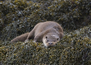 European Otter (Lutra lutra) adult, resting on seaweed, Islay Sound, Islay, Inner Hebrides, Scotland, March