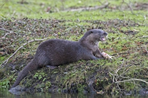 European Otter (Lutra lutra) adult, feeding on fish at riverbank, River Thet, Thetford, Norfolk, England, March