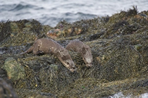 Islay Prints: European Otter (Lutra lutra) adult and cub