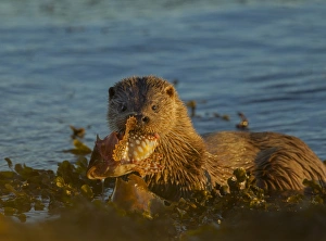European Otter (Lutra lutra) adult female, feeding on Father Lasher (Myoxocephalus scorpius) in sea, Isle of Mull