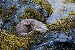 European Otter (Lutra lutra) adult female, resting on seaweed covered rocks, Shetland Islands, Scotland, june