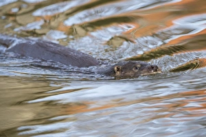 European Otter (Lutra lutra) adult female, swimming in town centre river with reflection of building