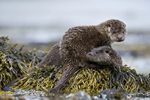Seaweed Prints: European Otter (Lutra lutra) adult female with cub