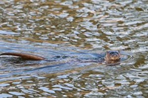 European Otter (Lutra lutra) adult male, swimming in river, with head and tail out of water, River Lune, Halton