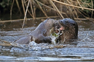 Play Fights Prints: European Otter (Lutra lutra) adult pair
