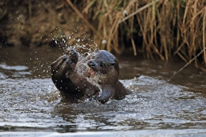 European Otter (Lutra lutra) adult pair, playfighting in river, River Little Ouse, Thetford, Norfolk, England, March