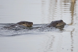 Yare Prints: European Otter (Lutra lutra) two adults
