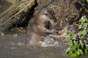 Aggression Prints: European Otter (Lutra lutra) two adults