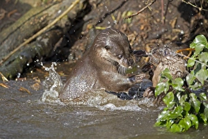 European Otter (Lutra lutra) two adults, fighting in river, River Thet, Thetford, Norfolk, England, March
