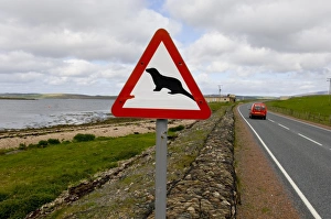 Warnings Prints: European Otter (Lutra lutra) crossing road sign, Shetland Islands, Scotland, may