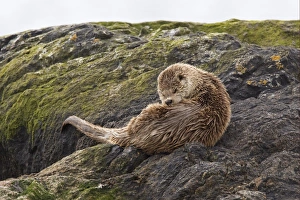 Groom Prints: European Otter (Lutra lutra) cub