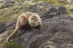 Scratching Prints: European Otter (Lutra lutra) cub