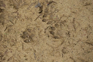 Track Prints: European Otter (Lutra lutra) footprints in mud, Suffolk, England, October