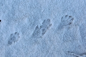 Yare Prints: European Otter (Lutra lutra) footprints in snow