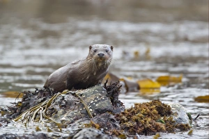 Mustelid Prints: European Otter (Lutra lutra) juvenile