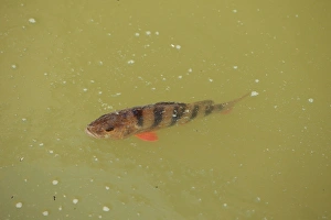 European Perch (Perca fluviatilis) adult, swimming at surface of water, Suffolk, England, May