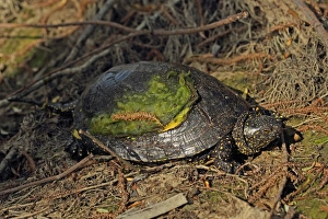 Rumania Prints: European Pond Terrapin (Emys orbicularis) adult