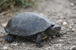 European Pond Terrapin (Emys orbicularis) adult, standing on soil, Bulgaria