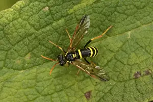 Oxfordshire Prints: European Potter Wasp (Ancistrocerus gazella) adult