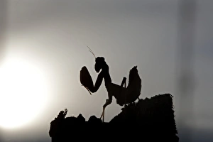 Nymph Prints: European Praying Mantis (Mantis religiosa) nymph