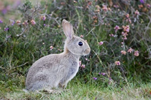 Lagomorph Prints: European Rabbit (Oryctolagus cuniculus) adult