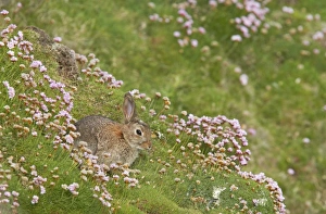 European Rabbit (Oryctolagus cuniculus) adult, sitting amongst Thrift (Armeria maritima) flowering on cliff, Sumburgh Head, Mainland, Shetland Islands, Scotland