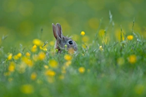 European Rabbit (Oryctolagus cuniculus) adult, head amongst buttercups in wildflower meadow, Swaledale, Yorkshire Dales N. P. North Yorkshire, England, june