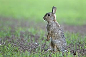 European Rabbit (Oryctolagus cuniculus) adult, standing alert on hind legs, on crop field in evening, Berwickshire