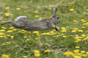 European Rabbit (Oryctolagus cuniculus) adult, running through field of dandelions, Norfolk, England, summer
