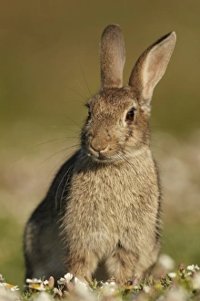 European Rabbit (Oryctolagus cuniculus) adult, sitting amongst clifftop flowers, Pembrokeshire, Wales, july